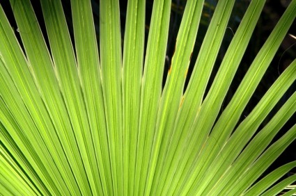 Rośliny zielone palmy