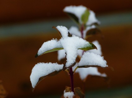 roślina pozostawia śnieg