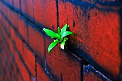 tanaman pada dinding bata