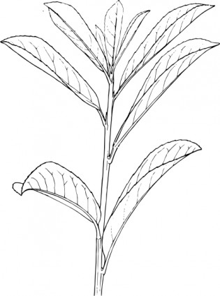 plante arbuste contour clipart