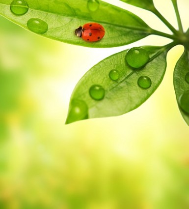 Plant With Ladybug Picture