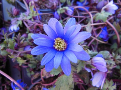 พืชดอก anemone สีน้ำเงิน