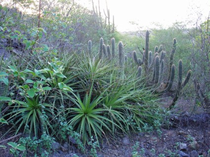 rośliny z północno-wschodniej Brazylii