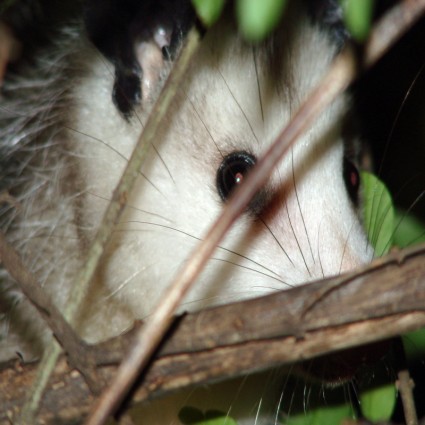 spielen Opossum