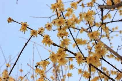 germinação de primavera de flor de ameixa