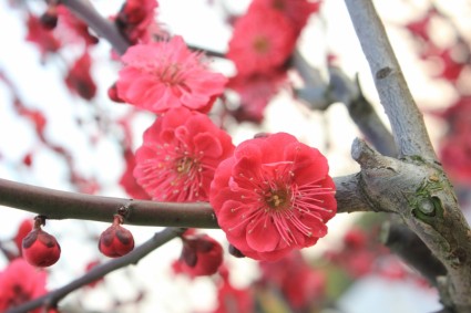 Plum blossom musim semi pink