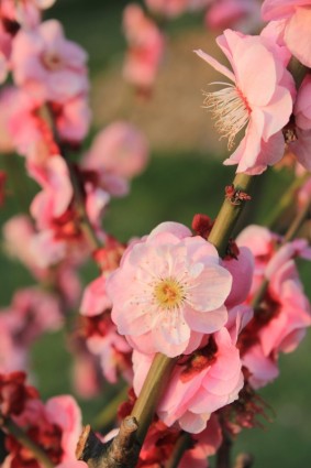 Primavera de flor de ameixa-de-rosa