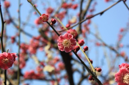 primavera di prugna fiore rosa
