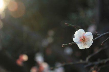 Prem blossom musim semi pink