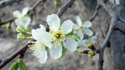 flor de ameixa