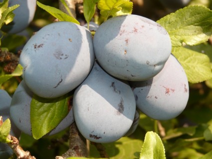 fruit de prune bleue