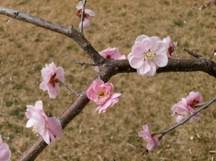printemps des fleurs de prunier prune
