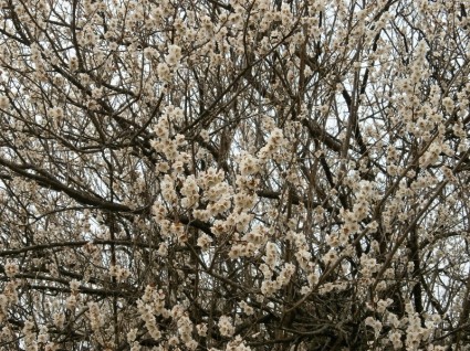 梅花梅花盛開的白花