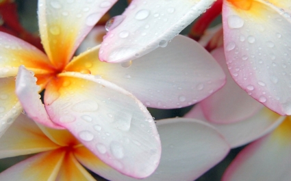 Плюмерия после утро дождь обои цветы природа