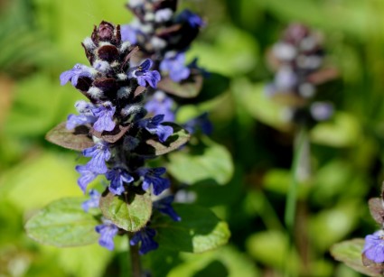 punte bugle selvaggio del fiore blu