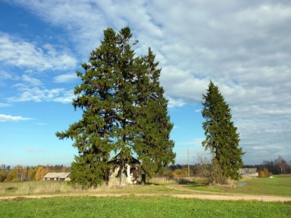 paysage d'arbres Pologne