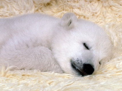 orso polare cucciolo sfondo bambino animali gli animali