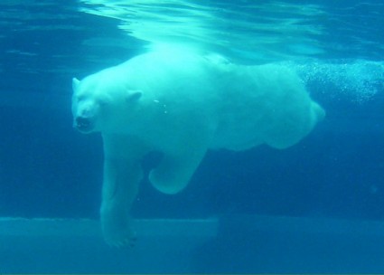 الدب القطبي السباحة