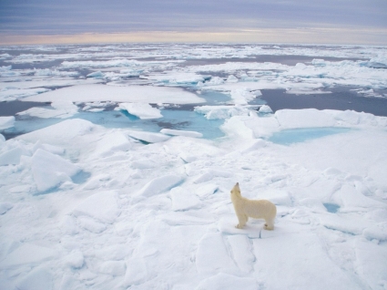 Fondo de pantalla de oso polar lleva animales