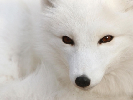 Kutub fox wallpaper rubah hewan