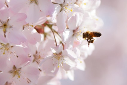 pollinating 꿀벌