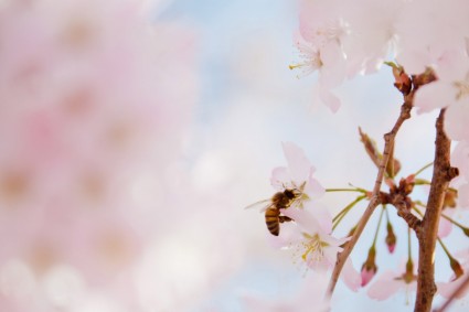 pollination โดยผึ้ง