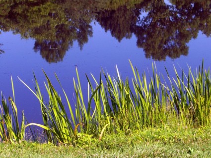 池塘和雜草