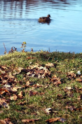 池のアヒルの葉