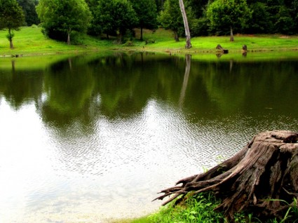 池塘水綠色