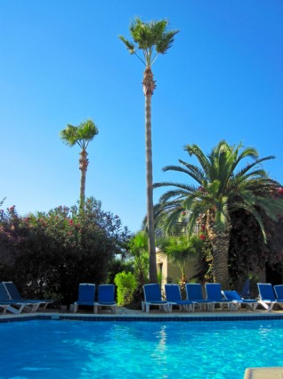 piscine et palmier