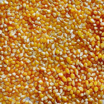 macro de maïs pop-corn