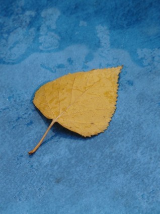 Pappel Blatt gelbe Herbstfärbung
