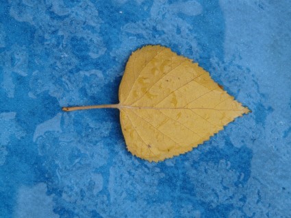 楊樹葉片黃色秋天的顏色
