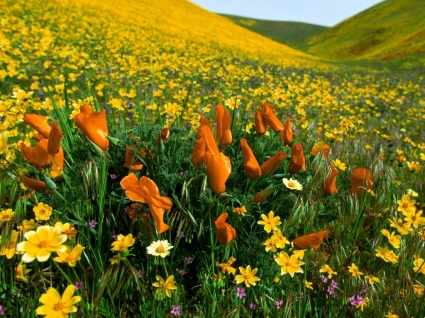 양 귀 비와 큰 금 계 국 꽃 자연 배경 화면