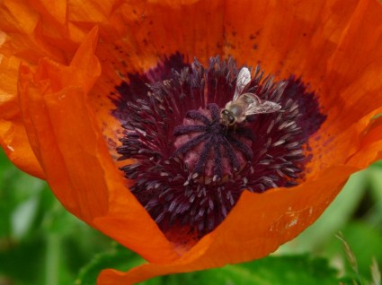 flor de amapola klatschmohn