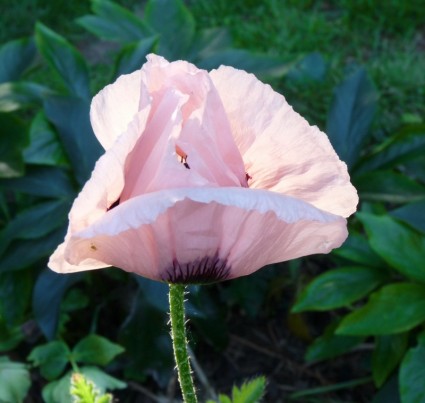 Taman merah muda opium