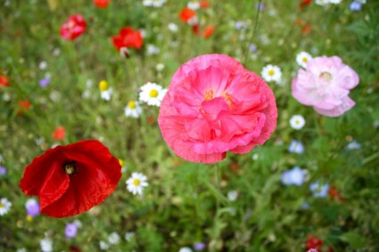 bunga poppy merah muda opium meadow