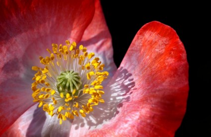 bunga opium Poppy makro