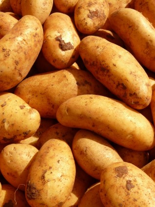 kentang sayuran kentang
