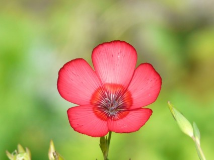 prachtlein lein czerwony kwiat