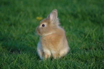 Прейри кролик трава