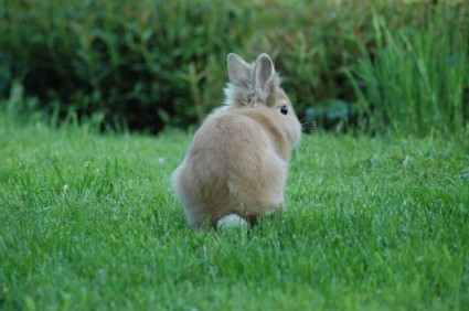 hierba de la pradera conejo