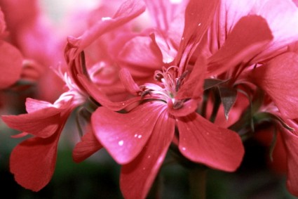 ในดอกไม้สีชมพูสวย