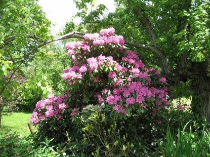 hübsche rhododendron
