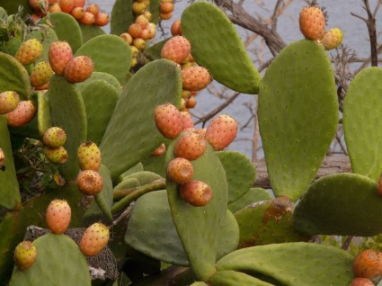 higos de cactus nopal