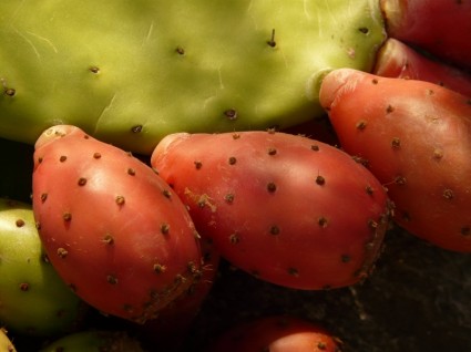 fichi fichi cactus
