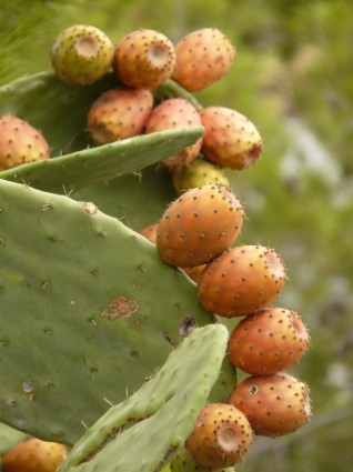 higos de cactus nopal