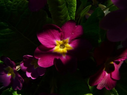 Primrose nở hoa