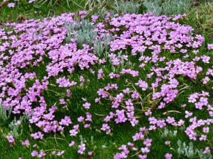 초본 catchfly 꽃 핑크