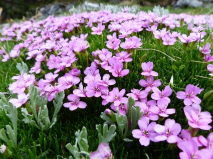 초본 catchfly 꽃 핑크